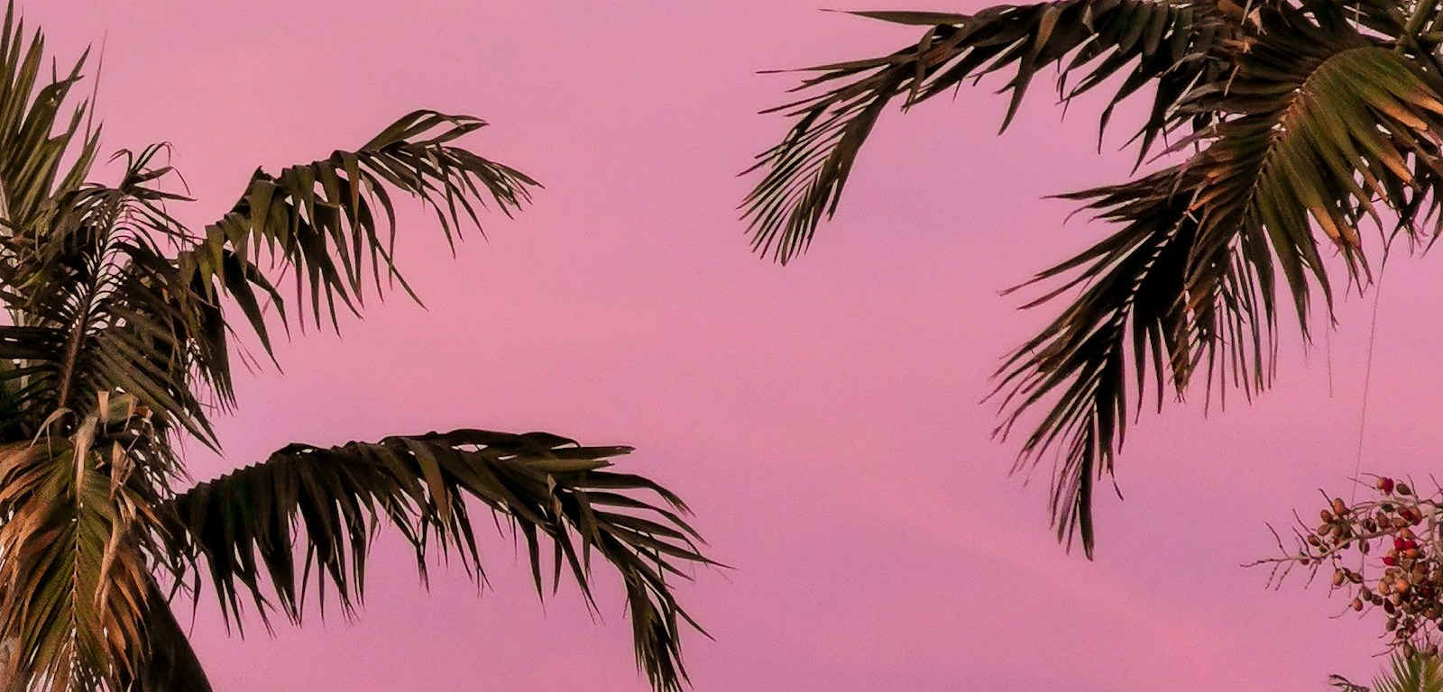 Palmeras de Miami recortadas contra un cielo rosa al atardecer