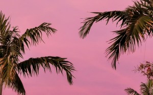 Palmeras de Miami recortadas contra un cielo rosa al atardecer